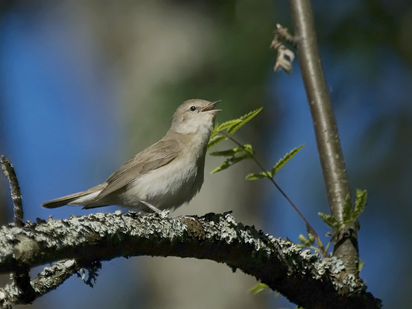 Lehtokerttu, Garden Warbler, Sylvia borin